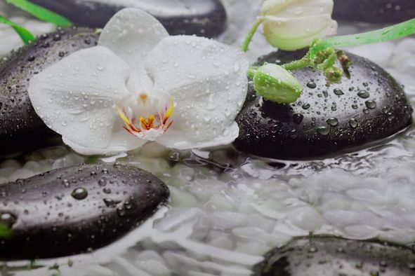 Fotografía de unas orquídeas en un rio con piedras.